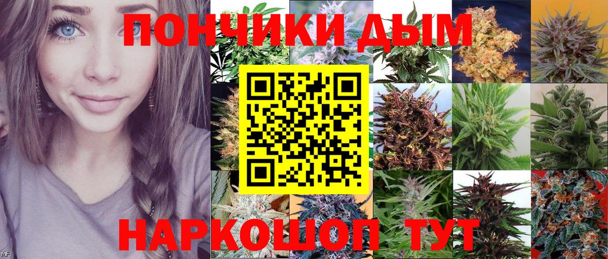 Конопля сатива Аргун